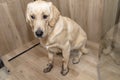 Young golden retriever sitting in the shower on ceramic tiles with dirty paws.