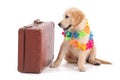 Young Golden Retriever with a suitcase