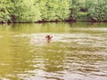 Young golden retriever swim in country pond. Happy dog swimming with branch Royalty Free Stock Photo