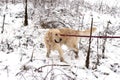 Young Golden Retriever on a walk in the forest in winter kept on a leash in braces. Royalty Free Stock Photo