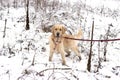 Young Golden Retriever on a walk in the forest in winter kept on a leash in braces. Royalty Free Stock Photo