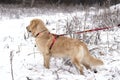 Young Golden Retriever on a walk in the forest in winter kept on a leash in braces. Royalty Free Stock Photo