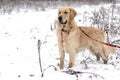 Young Golden Retriever on a walk in the forest in winter kept on a leash in braces. Royalty Free Stock Photo