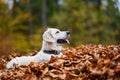 Young golden retriver playing in fallen leaves