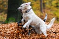 Young golden retriver playing in fallen leaves