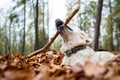 Young golden retriver playing in fallen leaves