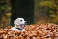 Young golden retriver playing in fallen leaves