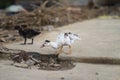 Young Goose Chick in bad conditions in Sapa, Lao Cai, Vietnam