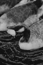 Young goose eating a piece of bread in black and white