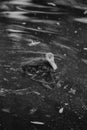 Young goose swimming in dirty water black and white