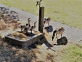 Young gooses want to drink water from a faucet? Royalty Free Stock Photo