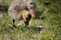 Young gosling feeding grass Royalty Free Stock Photo