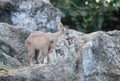 Young goral standing on the rock Royalty Free Stock Photo