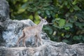 Young goral standing on the rock Royalty Free Stock Photo