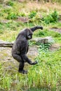 Young gorilla does a trick of dancing Royalty Free Stock Photo