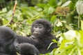 Young Gorilla in the Forest