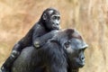 Young gorilla and its mother Royalty Free Stock Photo