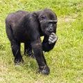 Young gorilla