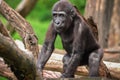 Young Gorilla Gorilla gorilla Royalty Free Stock Photo