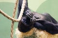 Young gorilla monkey relaxing in zoo Blijdorp, Rotterdam, the Netherlands Royalty Free Stock Photo