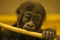 Young gorilla is seen holding a stick of wood in its hands.