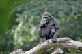 Young gorilla sitting on a tree branch