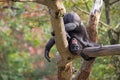 Young gorilla standing on his head