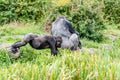 Young gorilla takes some away from the silverback