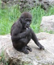 young gorilla