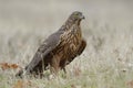 Young goshawk, Accipiter gentilis, Feeding on the ground. Spain