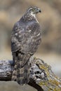 Young goshawk, Accipiter gentilis, perched on a branch of the forest. Spain