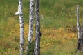 Young Gosling in Meadow