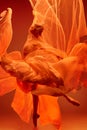 Ballerina. Young graceful female ballet dancer dancing over red studio. Beauty of classic ballet. Royalty Free Stock Photo