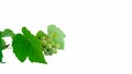 Young grape or angoor leaves with branch and raw fruits on white background. Grape leaf collection on white. Side view Royalty Free Stock Photo