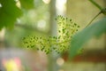 Young grape branch with small grapes in the summer garden