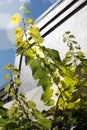 Young grape branches reaching high towards the sun. Royalty Free Stock Photo