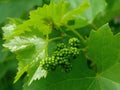 Young grape cluster Royalty Free Stock Photo