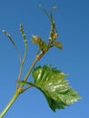 Young grape clusters