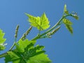 Young grape clusters