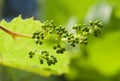 Young grape clusters
