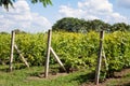 Young grape field vineyard Royalty Free Stock Photo