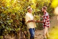 Young grape harvest-father and son working at vineyard