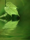 Young grape leaf in reflection.