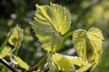 Young grape leaves in spring