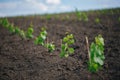 Young grape seedling in a spring ground