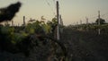 Young grape seedlings vineyard closeup. Grapevine plantation on evening. Royalty Free Stock Photo