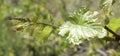 Young grape shoot with developing inflorescence, leaves, tendrils.