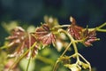 Grape leaves growing on grapevine in vineyard in spring Royalty Free Stock Photo