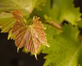 Young grape vine
