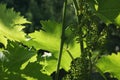 Young grape vine branches and leaves Royalty Free Stock Photo